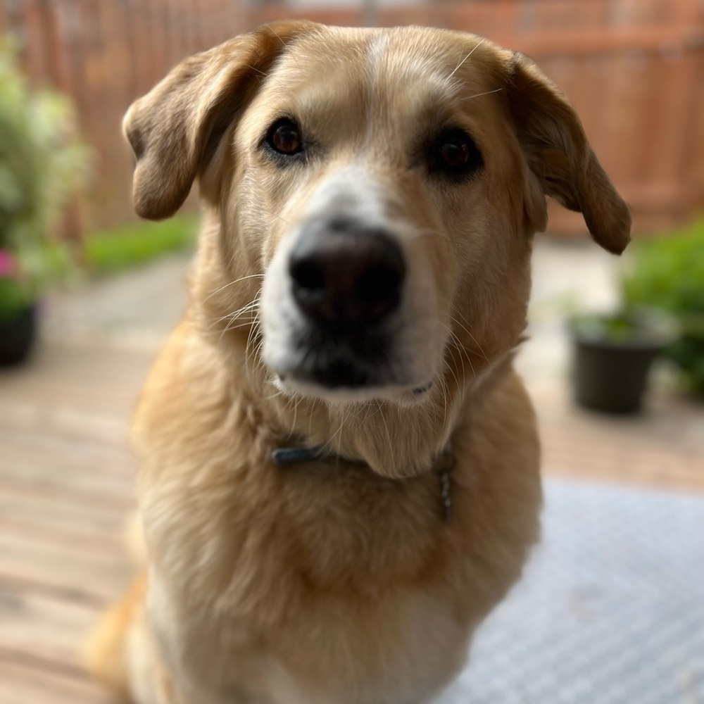 Meet your Posher, Cindy
